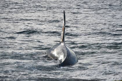 Ente fines de marzo y principios de abril, el mejor momento para ver orcas en Península Valdés