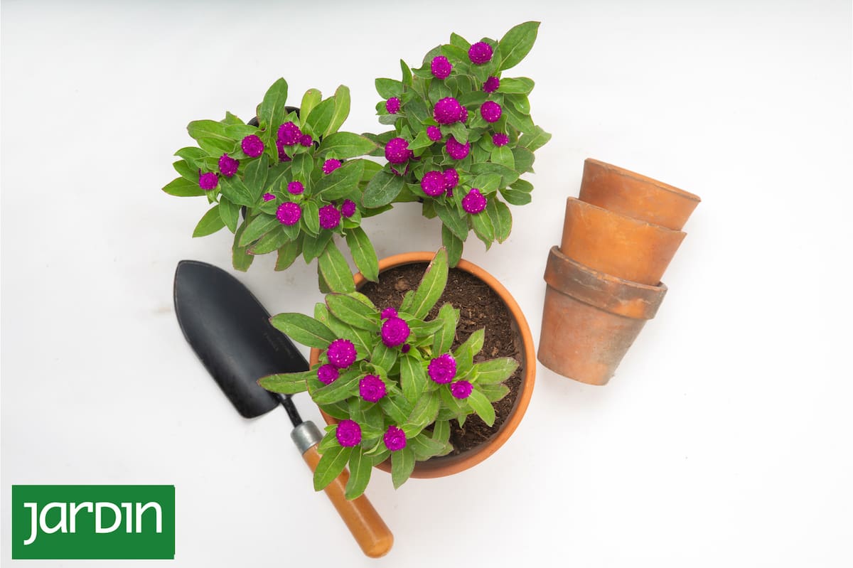 Por que cuidar das raízes é a chave para fazer seus vasos de plantas prosperarem? Por que cuidar das raízes é a chave para fazer seus vasos de plantas prosperarem?