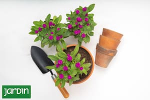 Por qué cuidar las raíces es la clave para que tus plantas en macetas prosperen