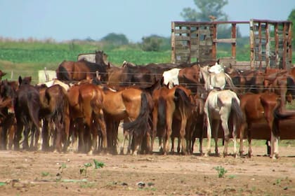 Entramado de mentiras: el desgarrador documental que revela el triste destino de muchos caballos