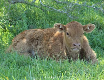 Entrará en vigor gradualmente el 1° de marzo de 2025 con cada deteste o el movimiento de terneros que se realice. En tanto, al 1° de julio de 2026 será obligatorio para todo el ganado: en la actualidad la Argentina posee un stock de unas 53,5 millones de cabezas de ganado