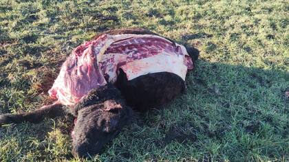 "Entraron por la ruta con por lo menos dos camionetas porque tantas paletas y cuartos, más los chuleteros y el ternero es imposible llevarlo en un vehículo chiquito. Son no menos de 700 kilos de carne”, describió