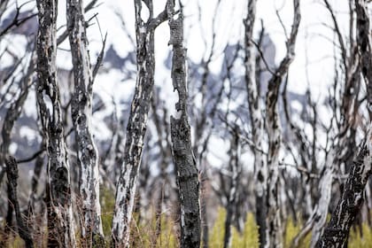 Entre 2015 y 2016, se perdieron 3000 hectáreas de bosque