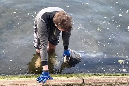 Entre 30 y 35 especies de peces habitan el Sena en París.
