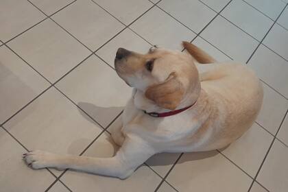 Entre algunas de las jornadas que realizan los residentes, hay uno en específico en el que juegan con Twix (Foto/Le Bois Joli/Facebook)