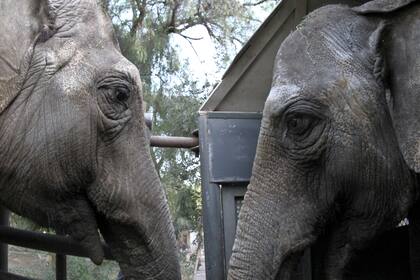 Entre bocinas y aplausos, las elefantas tuvieron una emotiva despedida en Mendoza