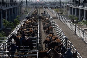 La caída de la oferta por las lluvias generó una suba excepcional del valor de la hacienda en Cañuelas