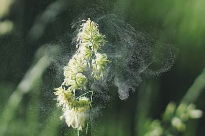 Entre el polvo, el polen y la humedad flotan también fragmentos invisibles de vida