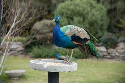 Entre el vivero Verellén y la posada La Nature, hay pavos reales que pasean parsimoniosos, expandiendo su plumaje azul y verde tornasolado.
