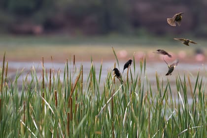 Entre juncales y totorales, cientos de especies de aves descansan a la vera de la laguna
