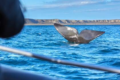 Entre junio y diciembre, miles de ballenas se acercan a la zona de Península Valdés para su reproducción y se convierten también en un atractivo turístico