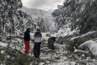 Entre La Angostura y San Martín de Los Andes la Ruta 40 está bloqueada por nieve y árboles