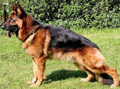 Entre la fortaleza y la fragilidad, el Pastor Alemán es una de las razas más elegidas