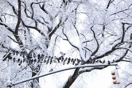 Entre la noche del martes y el jueves, se desarrollarán episodios de nieve por efecto lago al sur del Ontario