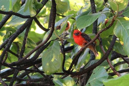 Entre las aves protegidas se encuentran los los fody de color naranja o rojo intenso.