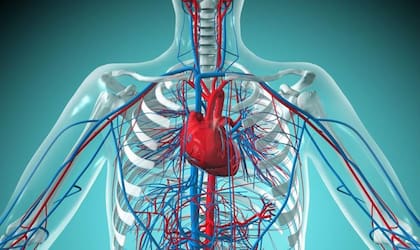 Entre las enfermedades cardiovasculares se encuentran el infarto de miocardio, la angina de pecho, el infarto cerebral o ictus y la enfermedad vascular periférica.