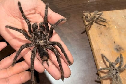Entre las especies recuperadas había tarántulas