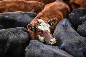 El valor de los novillos cayó un 5,95% en el Mercado Agroganadero de Cañuelas