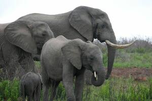 El increíble hallazgo de un grupo de científicos sobre una emotiva conducta de los elefantes