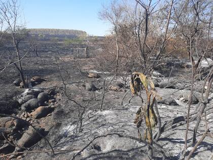 Entre las pérdidas que más lamenta Aguerre, son las más de 70 ovejas del plantel que tenía y murieron quemadas, de las que sacaba los carneros para mejorar su majada