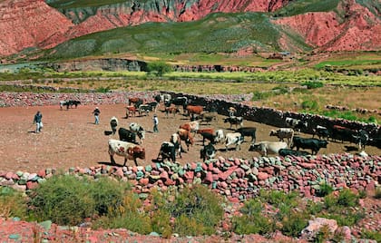 Entre las pircas: palca de Aparzo, a 3644 metros de altura. Habitantes huidizos, en uno de los paisajes de la Puna