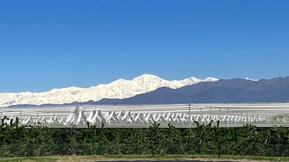 Entre las regiones más destacadas del país está Mendoza que es la principal productora de cerezas del país, concentrando aproximadamente el 60% de la producción nacional. Tiene una superficie cultivada de alrededor de 766 hectáreas y las zonas más productivas incluyen el Valle de Uco, que representa el 84% de la producción provincial