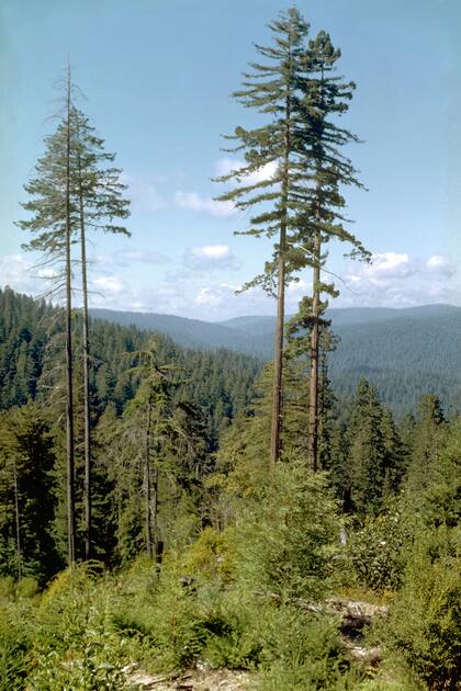 Entre las Sequoia sempervirens del del Parque Nacional Redwood se encuentra la más alta del mundo