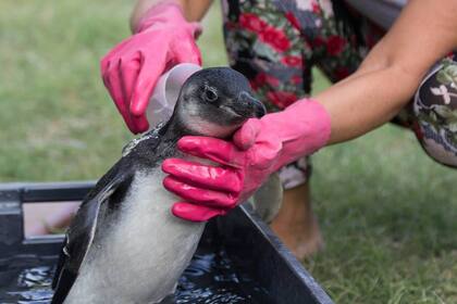 Entre los animales marinos que más asisten también están los pingüinos y los lobos marinos de un y dos pelos