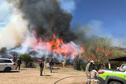 Entre los animales más afectados se destacan: puma, gato montés, yaguarundí, zorro, lampalagua, yarará, coral, lagarto colorado y overo, rey del bosque, reinamoras, pelotero de collar, águila coronada, cóndores y armadillos.