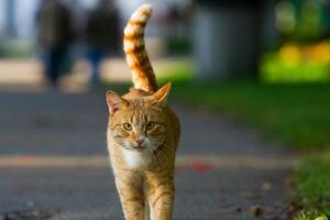 En qué consiste el curioso método japonés para encontrar gatos perdidos