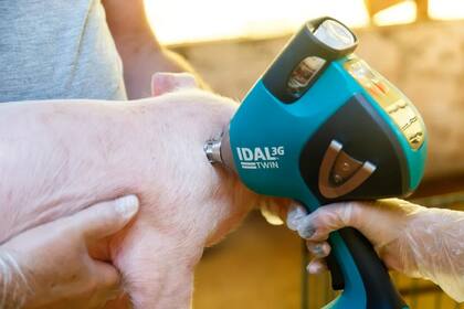 Entre los consejos está que las cerdas y los padrillos deben adquirirse en granjas libres de enfermedad de Aujeszky y ser vacunados a su llegada o en el área de cuarentena