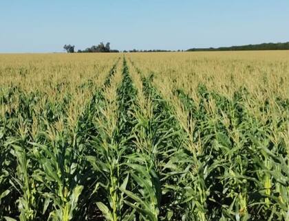 Entre los consultados se prevé un crecimiento sustancial del área de maíz tardío con respecto a 2024/25