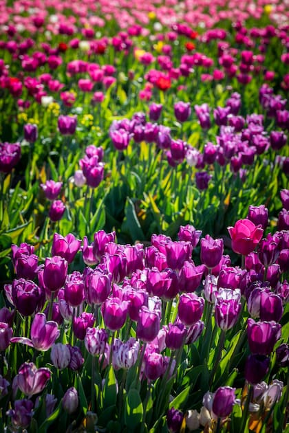 Entre los distintos tonos hay negros, amarillos, rosados, lilas, rojos, granate, blancos y jaspeados. Hay algunas variedades que son de flor doble.