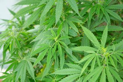 Entre los efectos que puede producir el consumo del cannabis esta la pérdida de la memoria