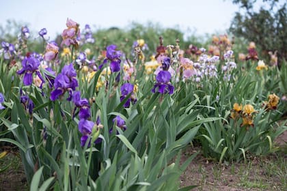 Entre los iris, hay variedades más difíciles que otras y no todas tienen el mismo comportamiento.