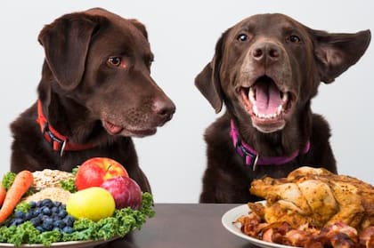 Entre los mejores alimentos naturales para perros, aparecen carnes magras, verduras y granos enteros