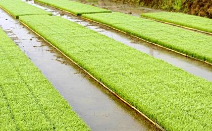 Entre los objetivos está mejorar la eficiencia del uso del agua en la agricultura y la planificación de las sequías