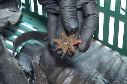 Entre los objetos encontrados junto a los restos del soldado había espuelas (foto), una espada, un cinturón, botas de cuero y dos cuchillas con mango de madera