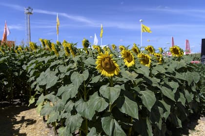 Entre los plots de la muestra se repite una tendencia: las empresas buscan materiales que no solo rindan más, sino que también sostengan resultados en campañas más variables y respondan mejor a nuevos desafíos productivos