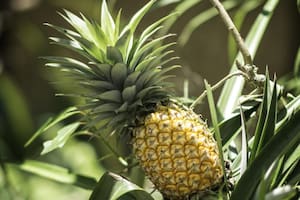 Los beneficios de las hojas de ananá para la salud