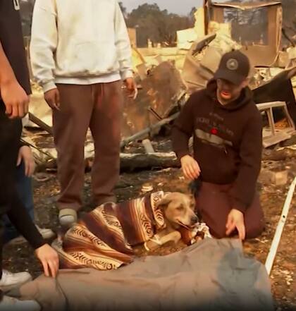 Entre los restos de su casa, algo aún más inesperado llamó su atención: un perro callejero herido, atrapado en los escombros