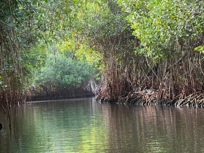 Entre Manglares y ciénagas se halla el plancton luminoso