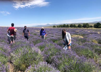 Entre noviembre y enero el campo está en su esplendor; se destacan los cultivos orgánicos, con los que elaboran esencias y almohadillas para el insomnio, entre otros productos