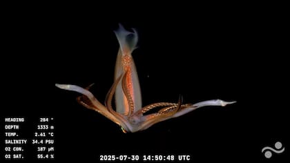 Entre otras acciones destacadas, el equipo espera generar modelos 3D de especies emblemáticas y producir material educativo para escuelas, museos y clubes de ciencia