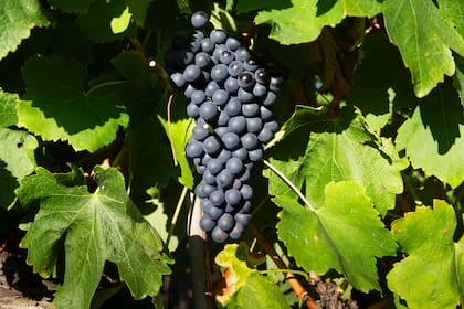 Entre otras actividades se dedican a la cosecha de uva