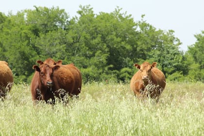 Entre otras variables, se debe jerarquizar la producción de pasto (calidad y cantidad)