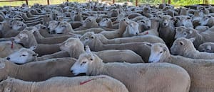 Entre Ríos reanudó la exportación de carne ovina a Medio Oriente