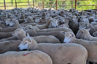 Entre Ríos reanudó la exportación de carne ovina a Medio Oriente