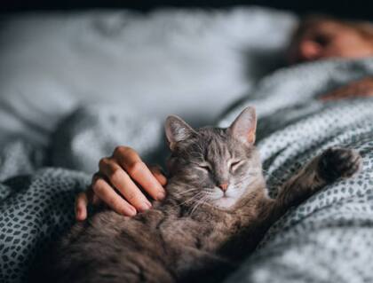 Entre ronroneos y ladridos, muchos encuentran serenidad al dormir