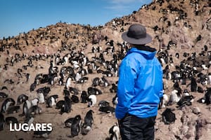Mar adentro, alberga la única colonia accesible de pingüinos Penacho Amarillo